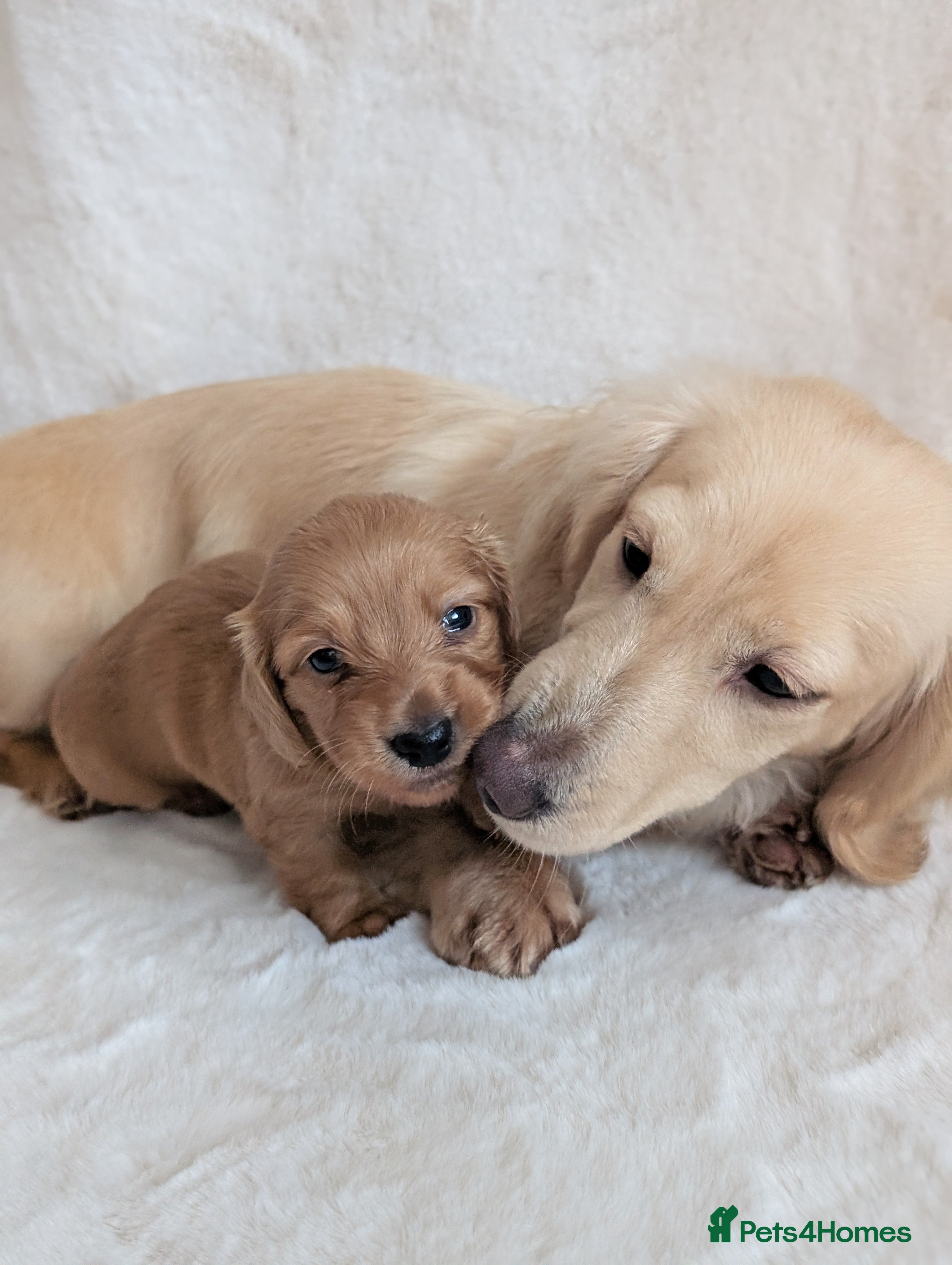 Miniature Dachshund dogs KC registered longhaired miniature dachshunds  - Advert 3