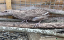 Quail poultry for sale: 4 handsome chaps! male coturnix quail  in Sudbury - Image 3