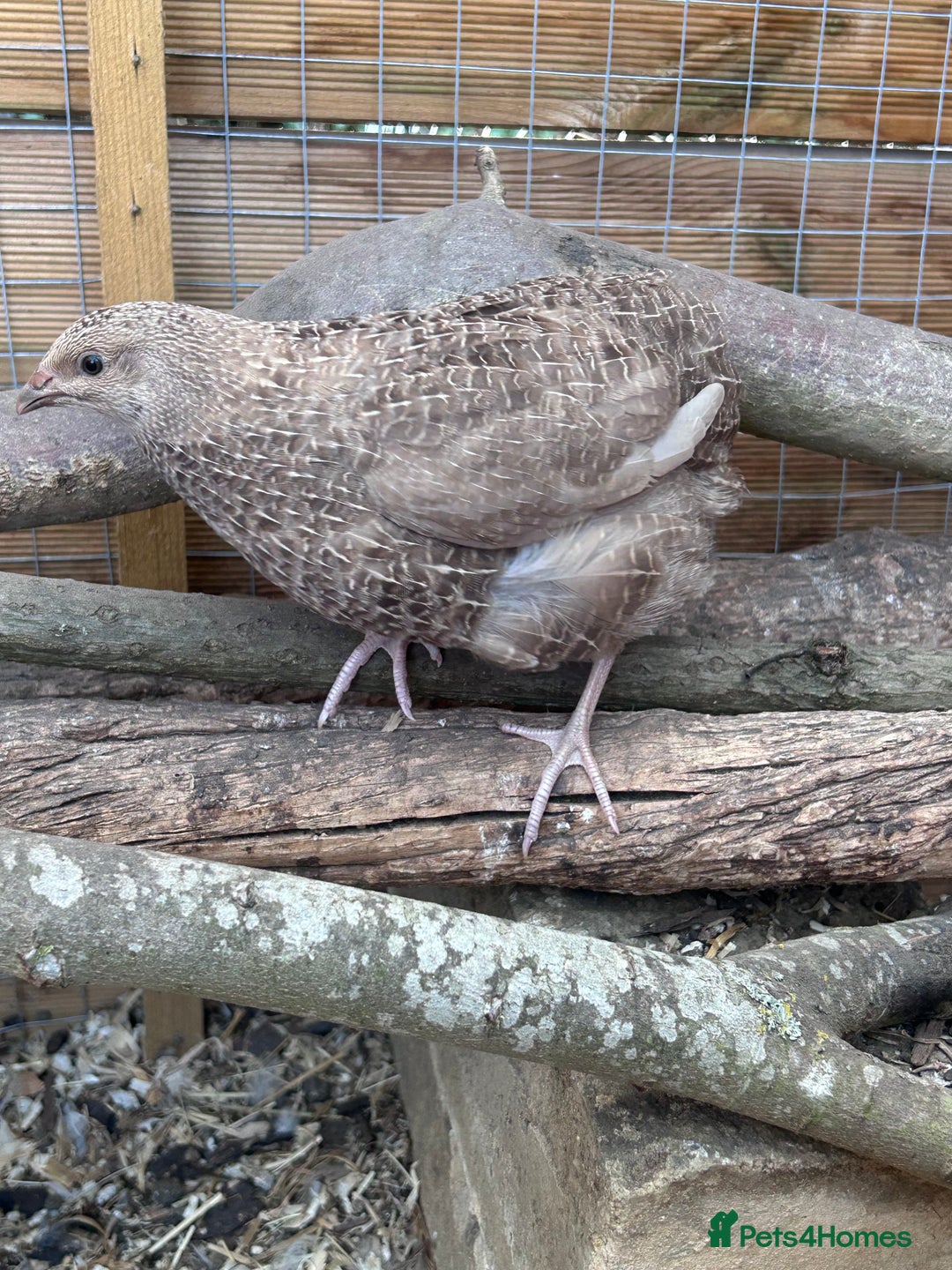 Quail poultry for sale: 4 handsome chaps! male coturnix quail  in Sudbury - Image 3