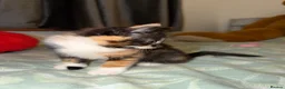 Domestic Shorthair cats for sale: Oreo💙 & Pookie💕 - Advert 8