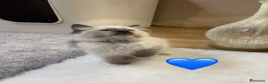 Ragdoll Kitten 1