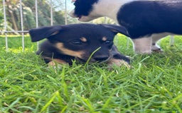 Mixed Breed dogs for sale: 6 collie cross kelpie pups  - Image 21