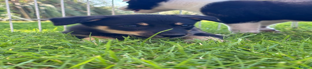 Mixed Breed Puppy 5