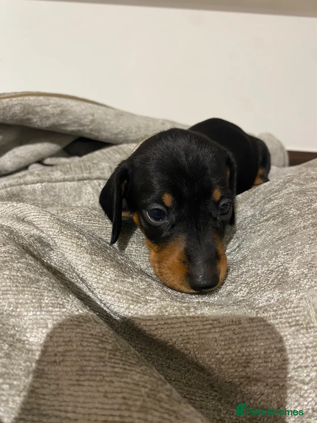 Miniature Dachshund dogs for sale: Miniature Dachshund Puppies - Advert 2