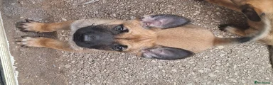 Belgian Shepherd Dog Clyde