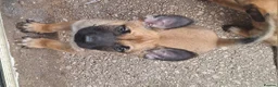 Belgian Shepherd Dog dogs for sale: Reduced Ready to leave  - Advert 23