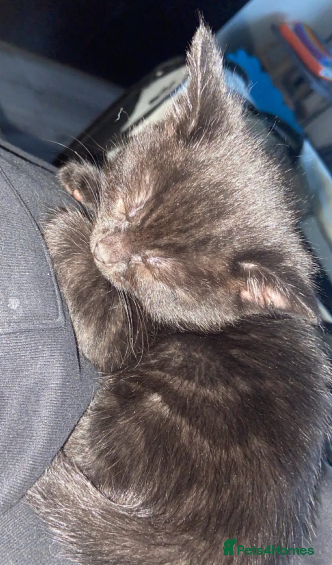 Mixed Breed cats for sale: Adorable 4 kittens 🤍 - Advert 10