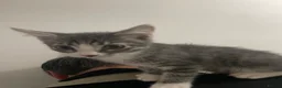 Mixed Breed cats for sale: Beautiful grey, white and tabby kittens for sale - Advert 10