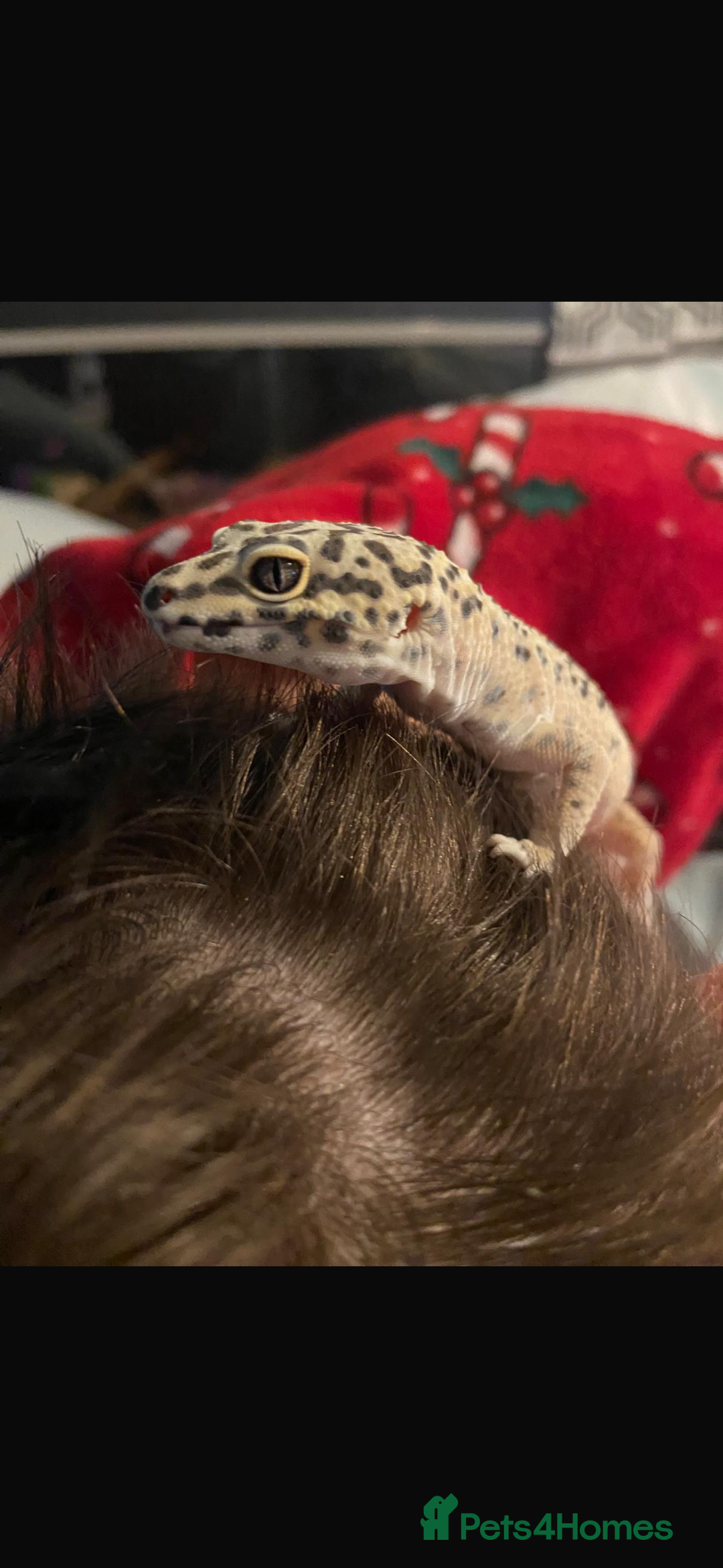 Leopard Gecko reptiles for sale: Leopard gecko Tango - Advert 1