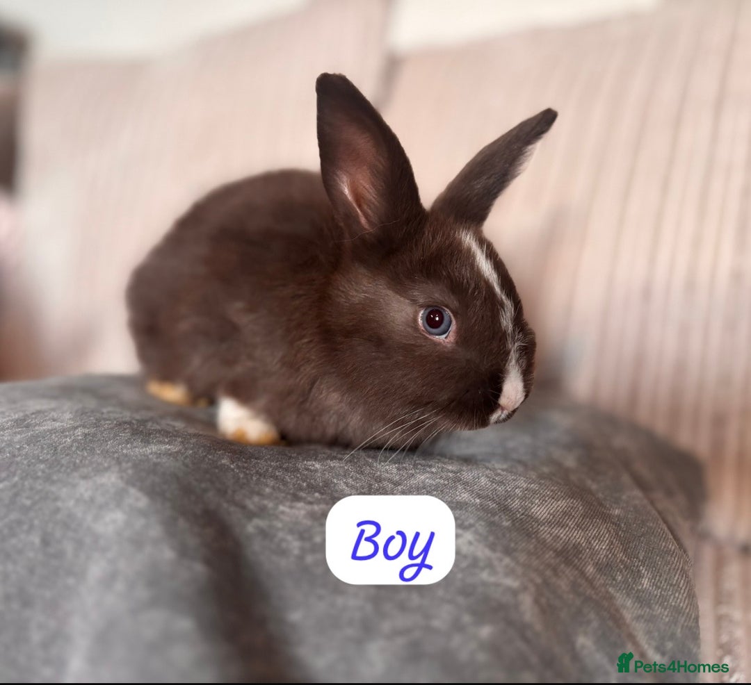 Angora rabbits for sale: Blue/chocolate Fluffy Angora babies  - Advert 8