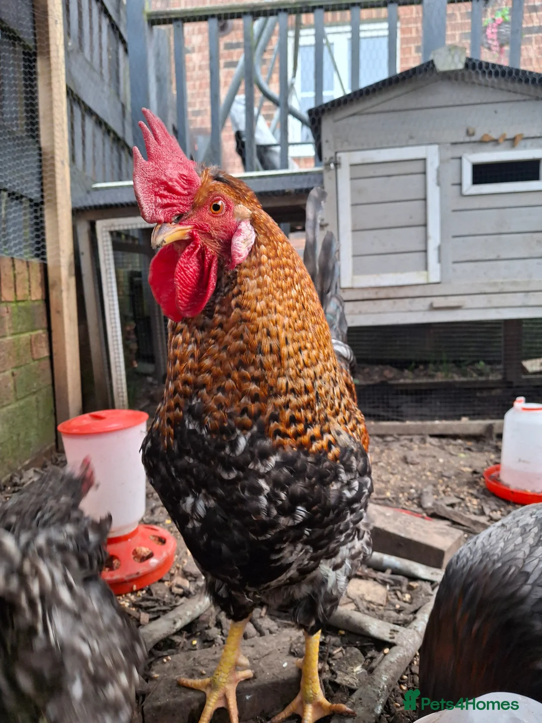 Chickens poultry for sale: Cockerel for sale - Advert 6