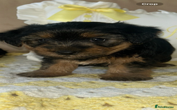 Yorkshire Terrier dogs for sale: Beautiful Yorkshire terrier puppy’s  - Image 21
