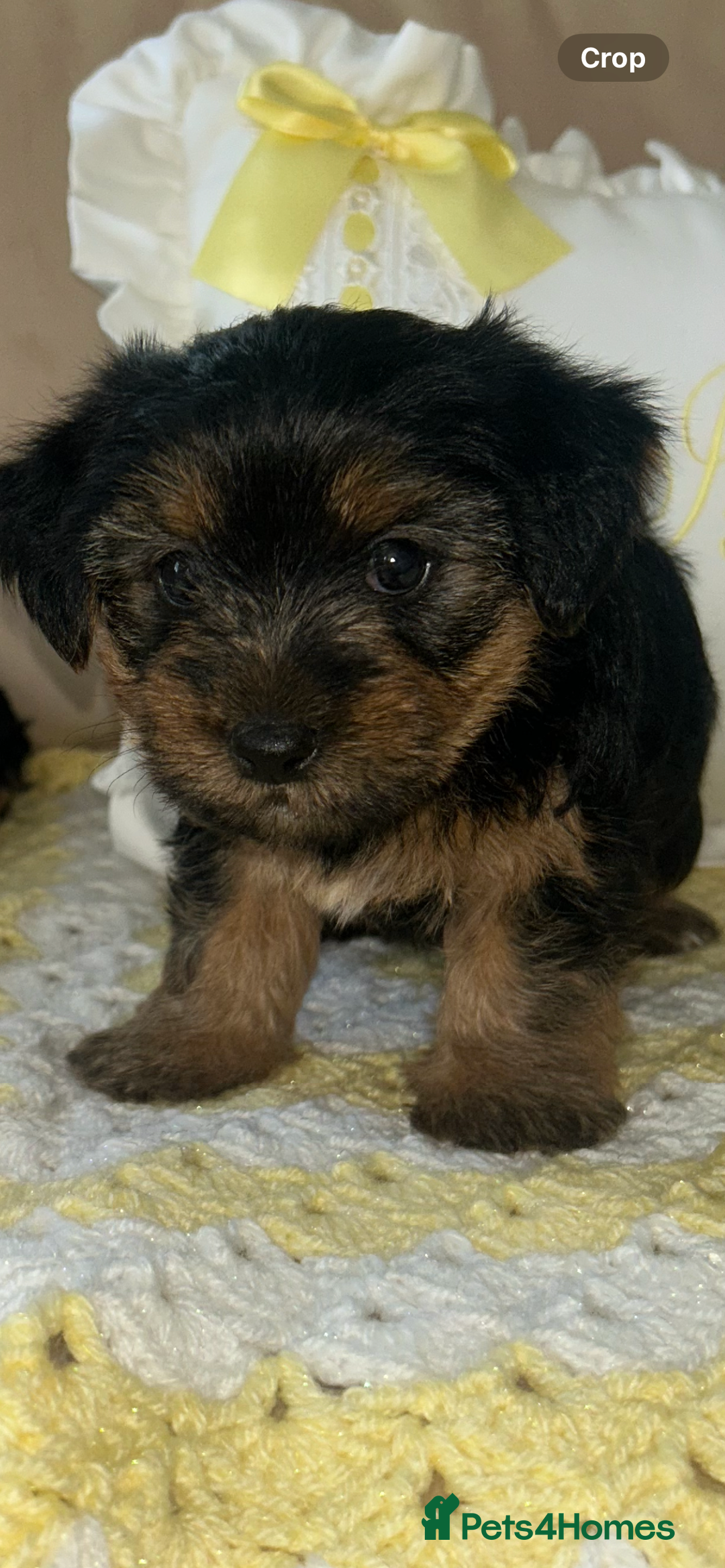 Yorkshire Terrier dogs for sale: Beautiful Yorkshire terrier puppy’s  - Image 21