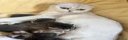 Scottish Fold cats for sale: 🐾 Scottish Fold Kittens 🐱 🐾  - Advert 2