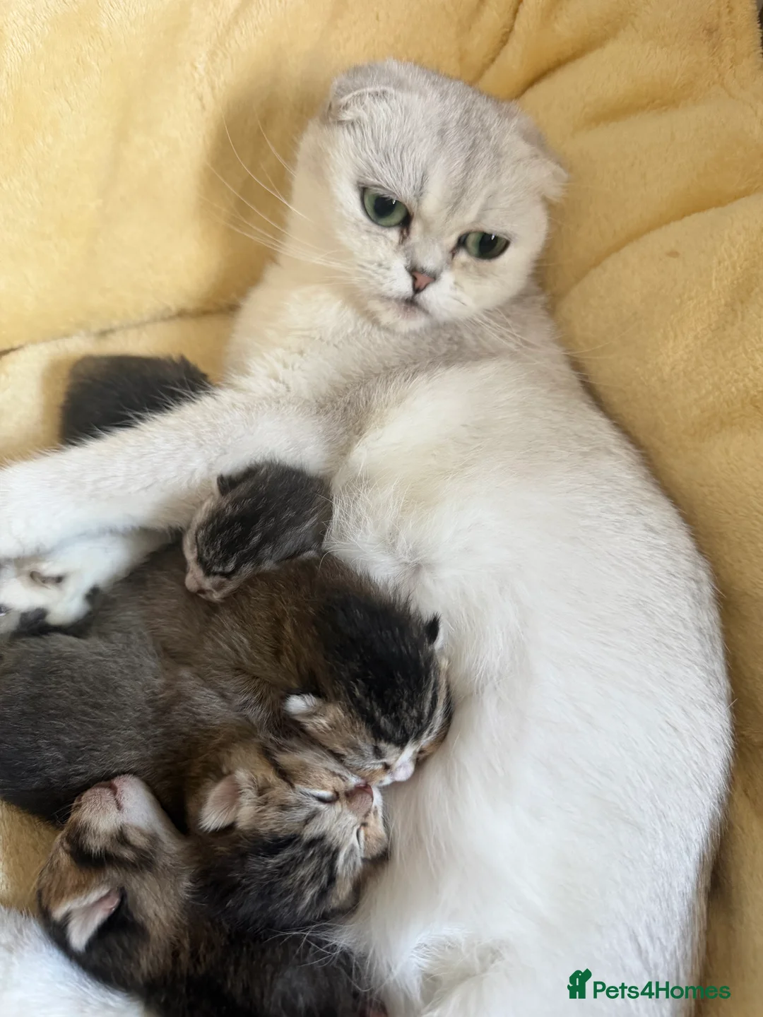 Scottish Fold cats for sale: 🐾 Scottish Fold Kittens 🐱 🐾  - Advert 2