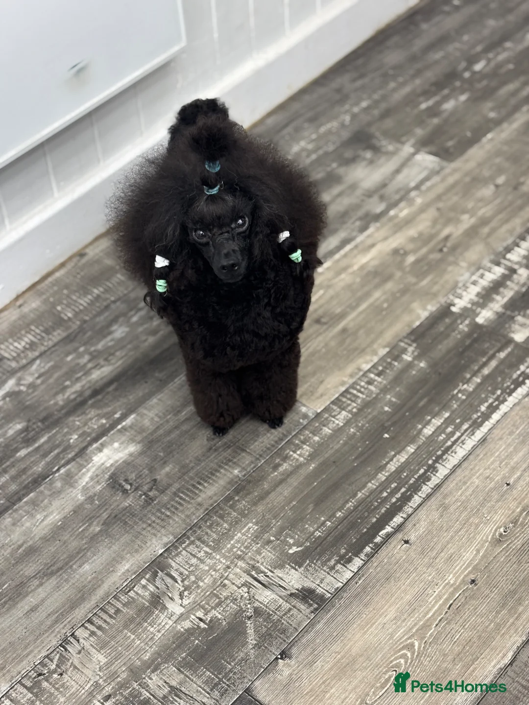 Toy Poodle dogs for stud: Proven Black Toy Poodle Stud  - Advert 6