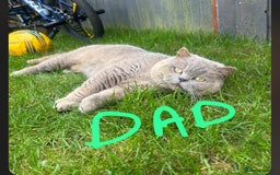 British Shorthair cats for sale: 🌟 Adorable British Shorthair Kittens – Ready! 🌟 - Image 26