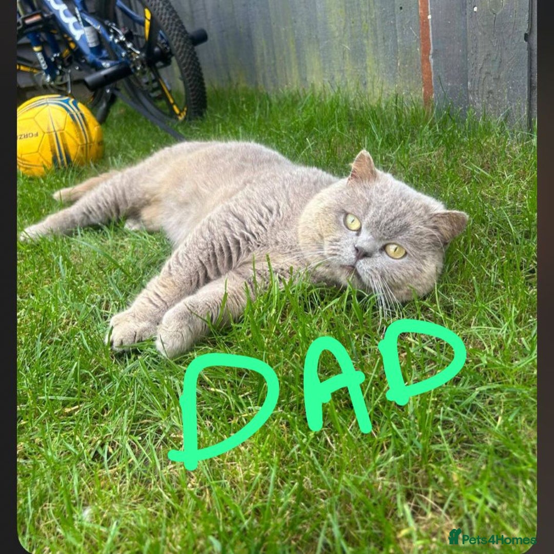 British Shorthair cats for sale: 🌟 Adorable British Shorthair Kittens – Ready! 🌟 - Image 26