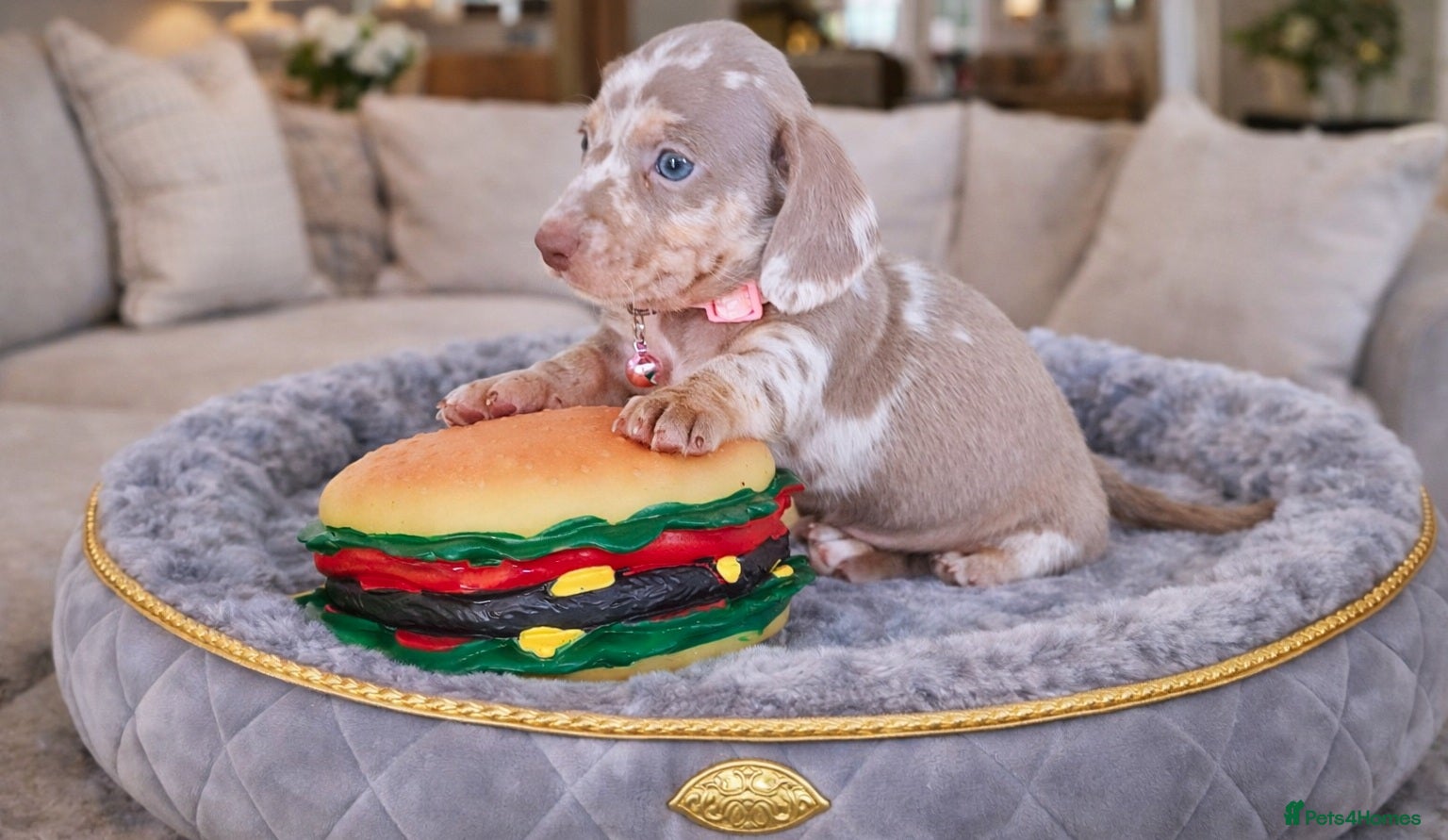 Miniature Dachshund dogs ISABELLA DAPPLE & BLUE DAPPLE VERY SMALL MINI'S 🔥 - Advert 11