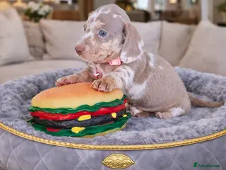 Miniature Dachshund dogs ISABELLA DAPPLE & BLUE DAPPLE VERY SMALL MINI'S 🔥 - Advert 6