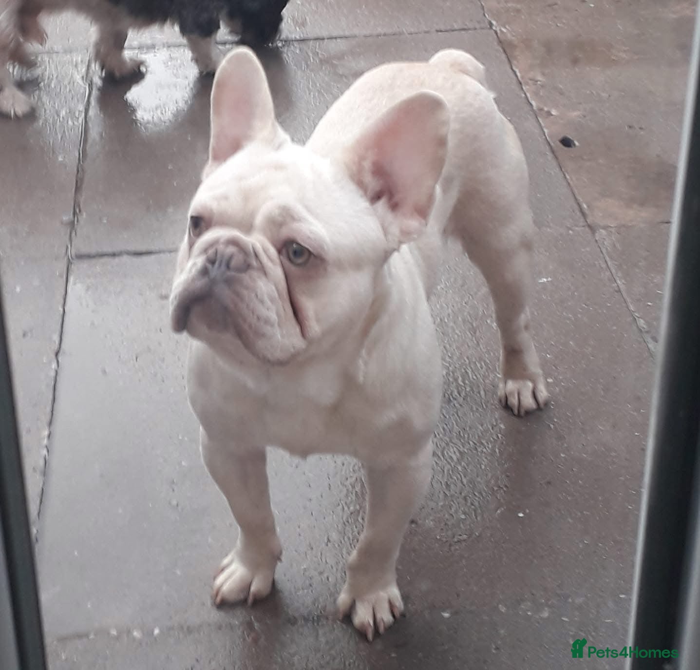 French Bulldog dogs Mr frost - Advert 2