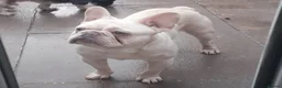 French Bulldog dogs for sale: Mr frost in Wednesbury - Advert 1