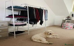 Cockapoo dogs for sale: Beloved Cockapoo Bubble for sale - Advert 17