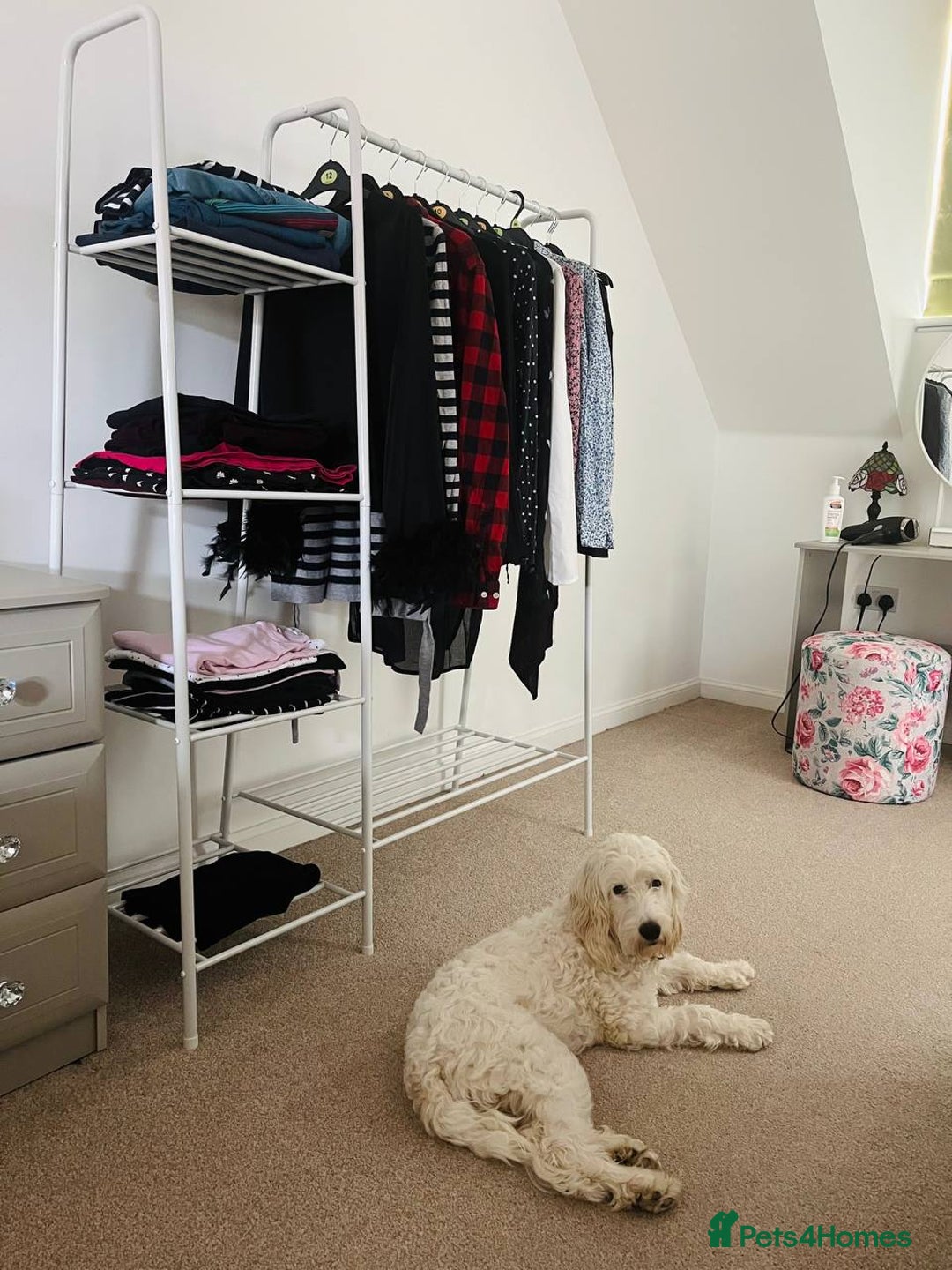 Cockapoo dogs for sale: Beloved Cockapoo Bubble for sale - Advert 17