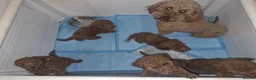 Miniature Poodle dogs for sale: Miniature poodle  in Saint Helens - Advert 1