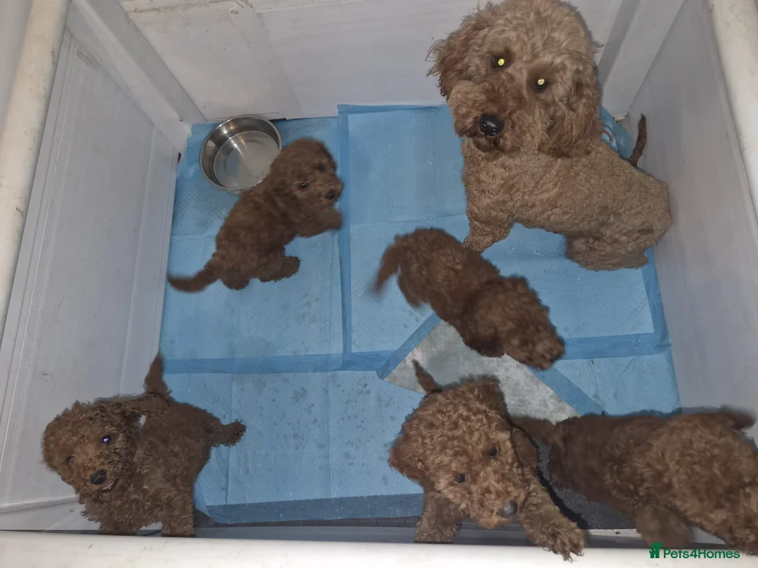 Miniature Poodle dogs for sale: Miniature poodle  in Saint Helens - Advert 1