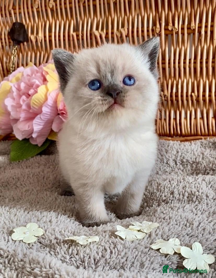 British Shorthair cats RARE SEAL LYNX PURE BRED BSH TEDDY BEARS - Advert 1