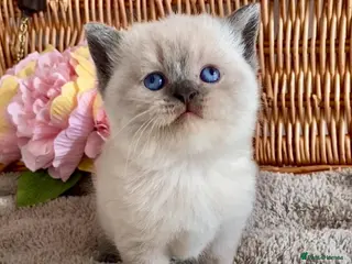 British Shorthair cats RARE SEAL LYNX PURE BRED BSH TEDDY BEARS - Advert 1