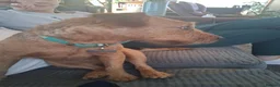 Mixed Breed dogs for sale: Patterdale cross lakeland - Advert 3