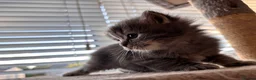 Ragdoll cats for sale: 2 British short hair x Ragdoll kittens - Advert 8