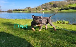 Mixed Breed dogs for sale: Staffordshire Bull Terrier Puppies-Female and Male in Bridgwater - Image 13