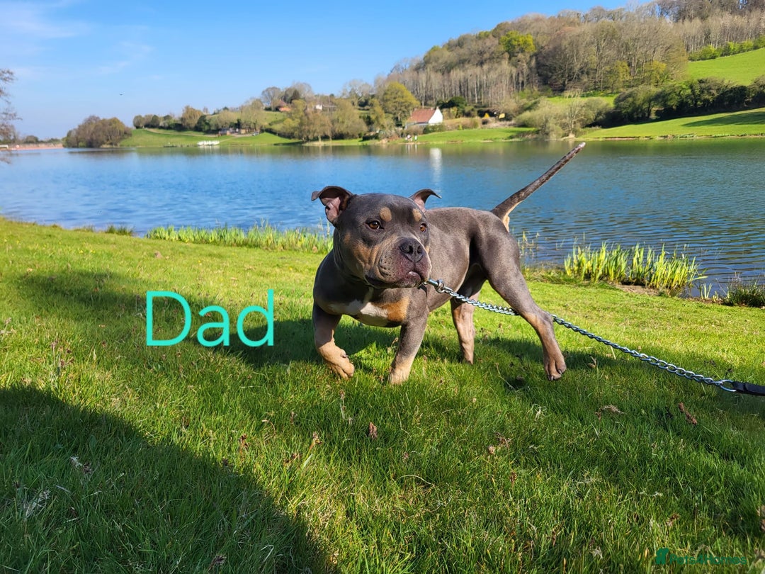 Mixed Breed dogs for sale: Staffordshire Bull Terrier Puppies-Female and Male in Bridgwater - Image 13