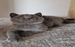 British Shorthair cats for sale: Tica Registered Blue British Shorthair kittens - Image 21