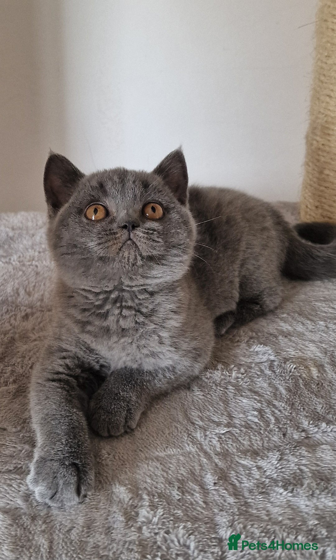 British Shorthair cats for sale: Tica Registered Blue British Shorthair kittens - Image 21