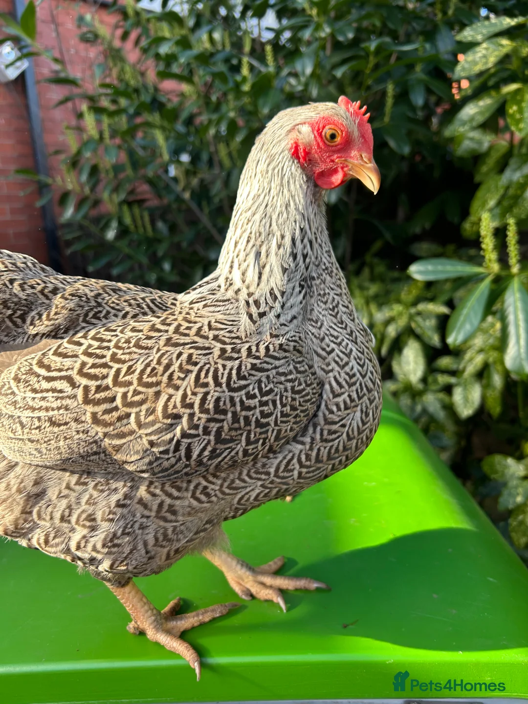 Chickens poultry for sale: POL Silver Pencilled Wyandotte Hen - Advert 5