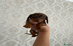 Dachshund dogs for sale: Beautiful miniature dachund puppies  - Image 8