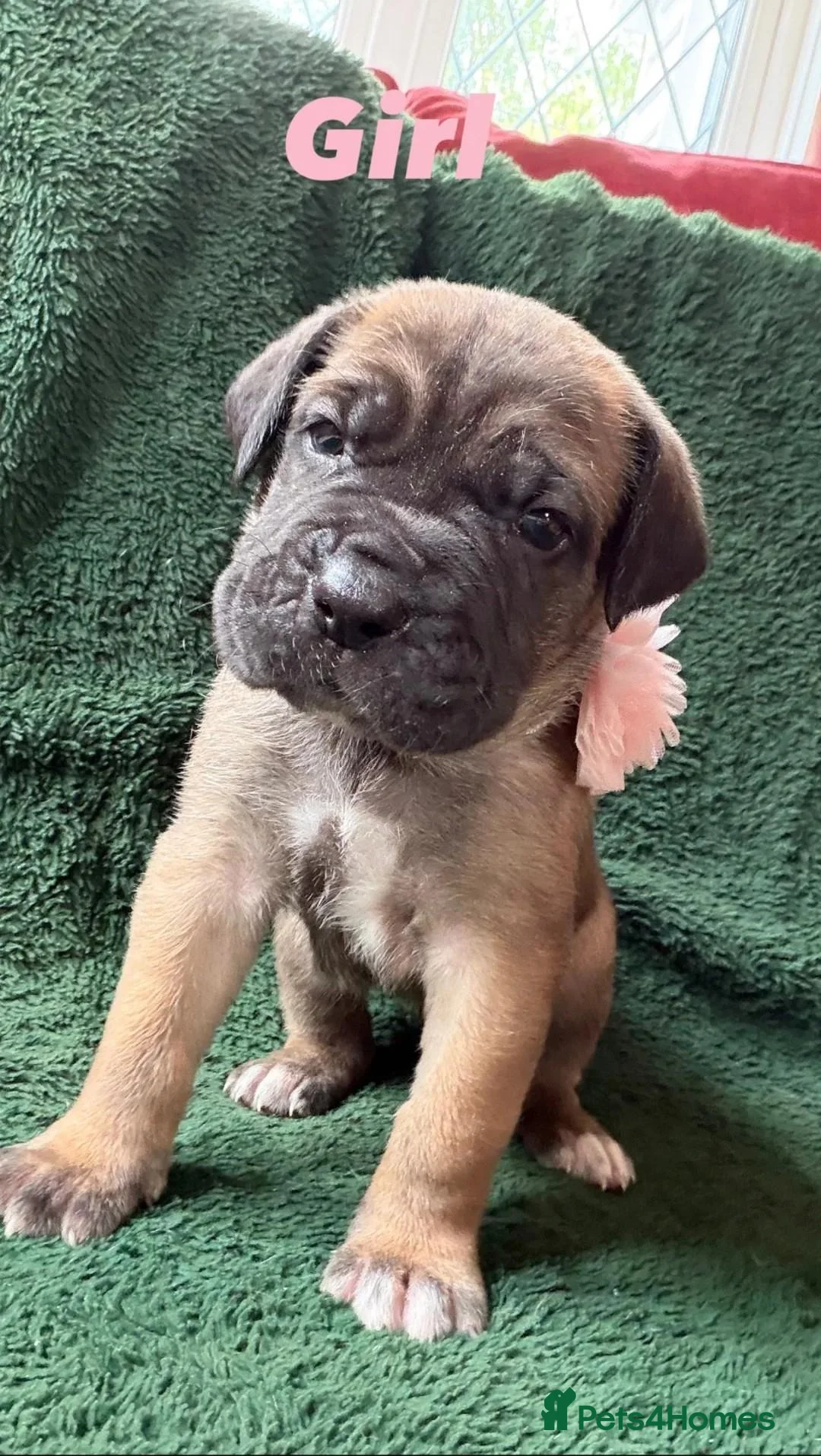 Cane Corso dogs for sale: Gorgeous Cane Corso Puppies - 2 Boys, 2 Girls. in Harrow - Advert 2