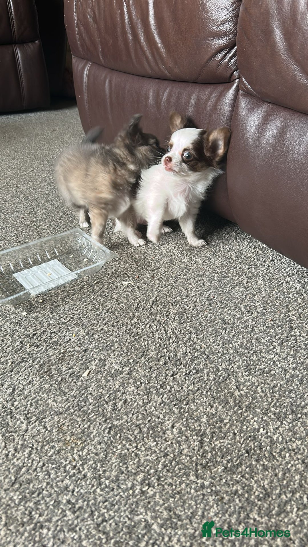 Chihuahua dogs for sale: Chihuahua teacup - Image 5