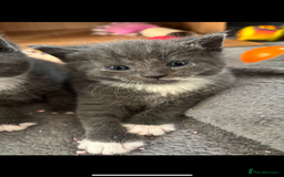 Russian Blue cats for sale: Russian Blue x Blue European short hair mix  - Image 2