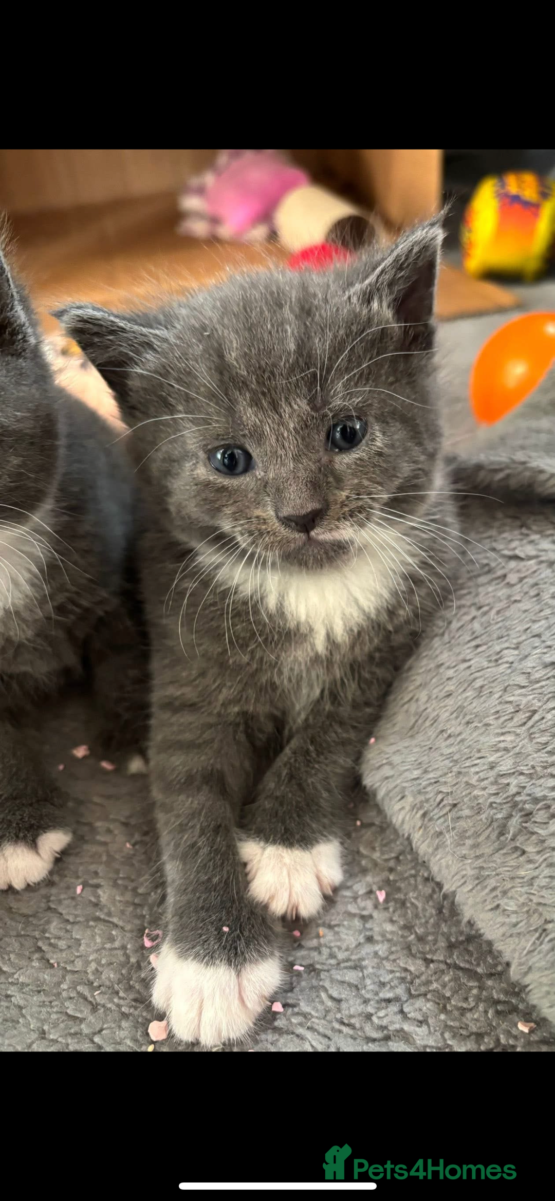 Russian Blue cats for sale: Russian Blue x Blue European short hair mix  - Image 2