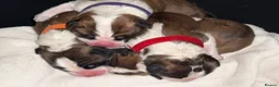 Saint Bernard dogs for sale: Saint Bernard puppies  in Cleethorpes - Advert 8