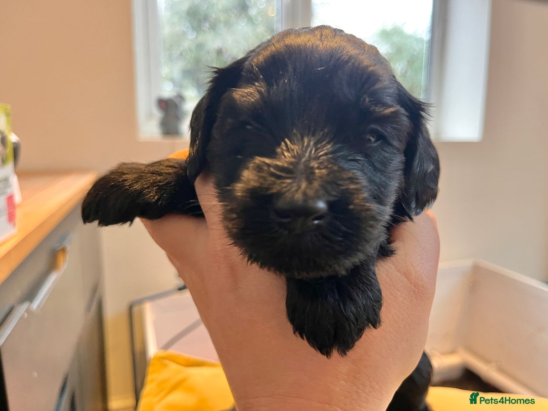 Australian Labradoodle dogs for sale: Home raised, DNA tested, Australian Labradoodles - Advert 33