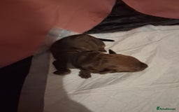 Mixed Breed dogs for sale: Jack Russell cross dachshund puppies  - Image 9