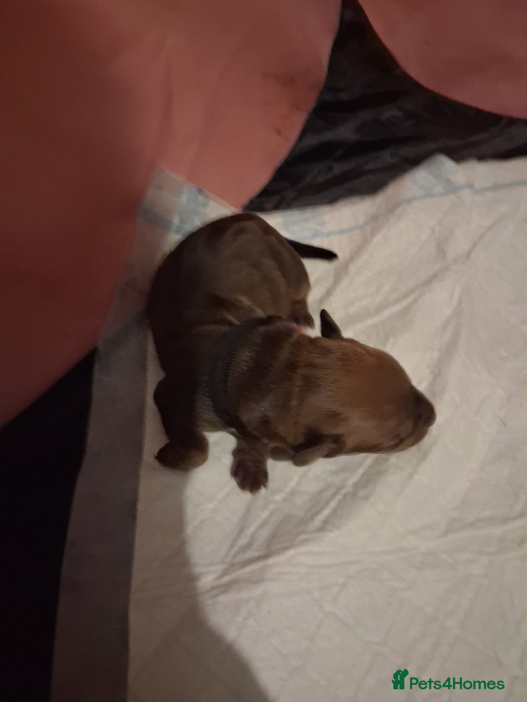 Mixed Breed dogs for sale: Jack Russell cross dachshund puppies  - Image 9