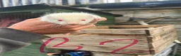 Ferret rodents for sale: Baby ferrets for sale  - Advert 6