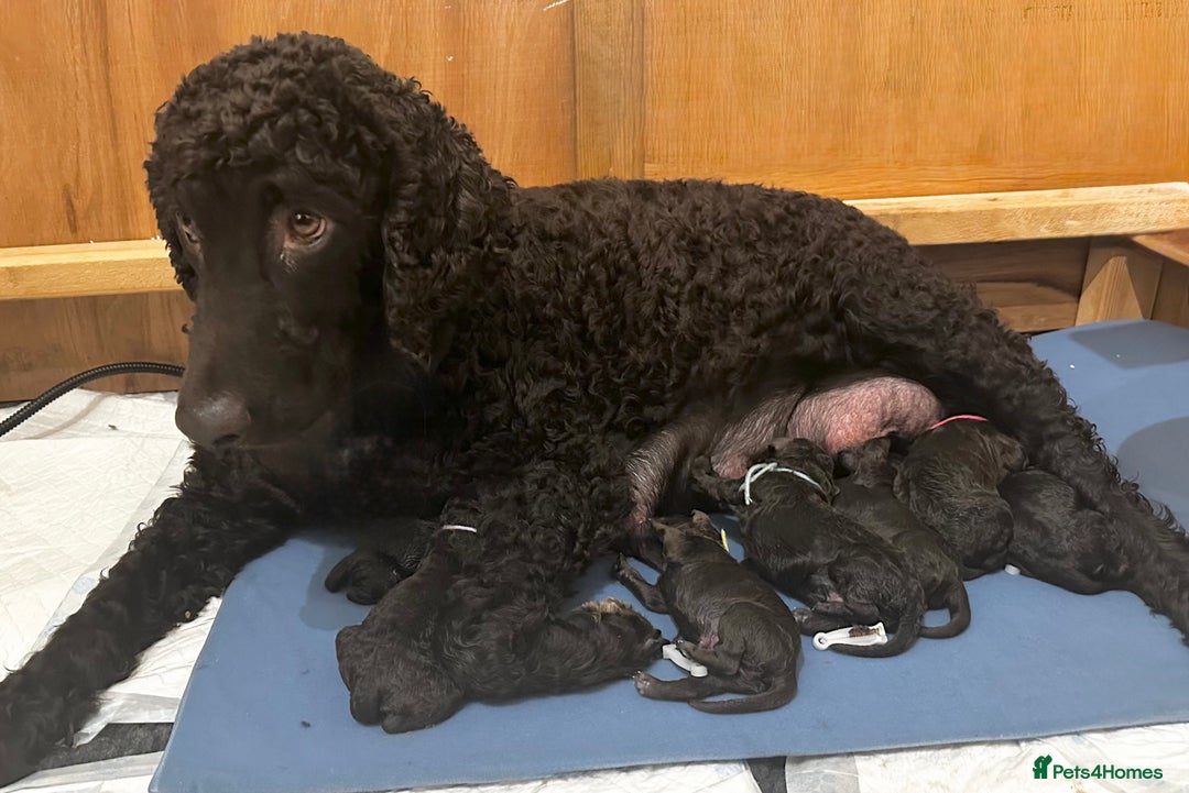 Irish Water Spaniel dogs for sale: Irish Water Spaniel Litter - Advert 1